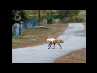 what does the fox say (6 sec)