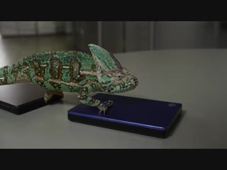 chameleon in all its glory (good mood, humor, funny video, funny animal, superpower, adaptation, evolution, colors).