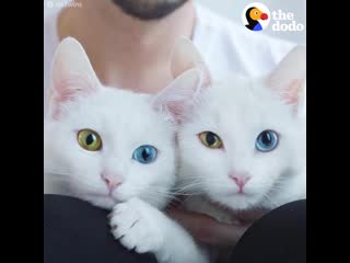 twin cats